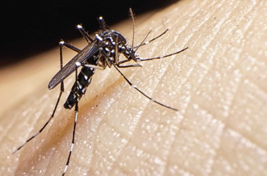  Salud Pública convoca a una jornada de eliminación de criaderos de mosquitos